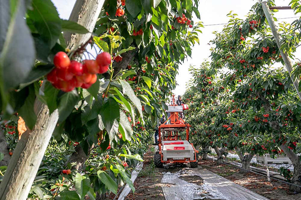 These Rainiers on a five-wire trellis packed out 8 tons per acre last year — ideal for the block, Paganelli said. The formal training system, summer pruning for better light penetration and the reflective material add production costs, but it all pays off when more fruit can be picked in fewer passes. (TJ Mullinax/Good Fruit Grower)