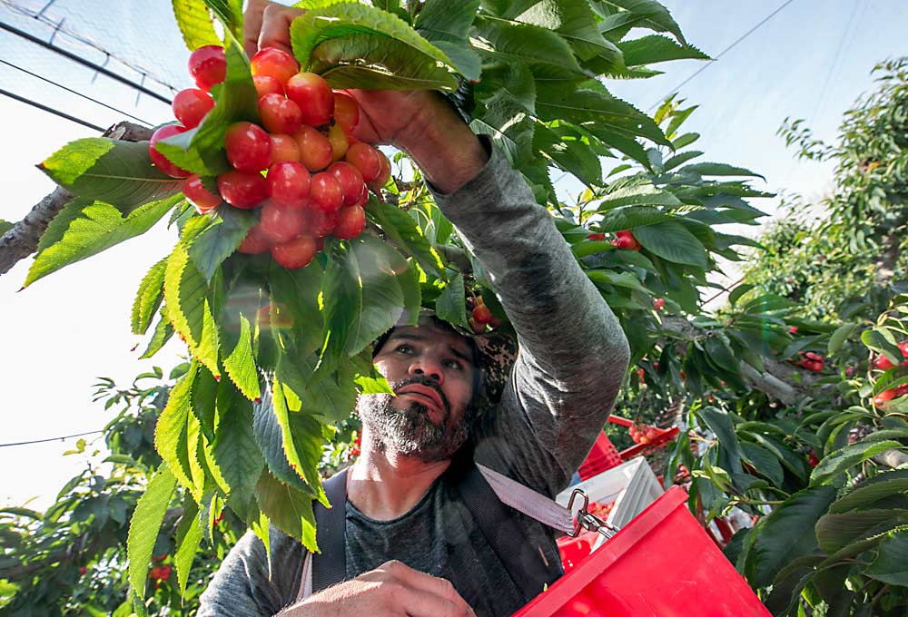 Gerardo Simental harvests Rainier cherries from a platform at an Allan Bros. orchard near Mesa, Washington, in June 2023. Rainier cherries were a bright spot in the 2023 market, but they are expensive to produce. (TJ Mullinax/Good Fruit Grower)