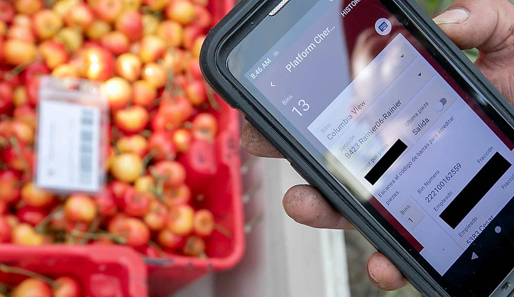 A PickTrace app is used to scan employee cards for labor data, such as the card in the bin of Rainier cherries on the left. (Good Fruit Grower blacked-out personal information in this photo.) (TJ Mullinax/Good Fruit Grower)