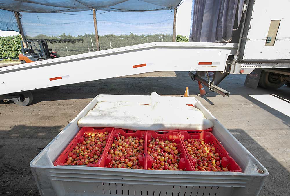 To protect fruit quality, Allan Bros. loads the freshly harvested fruit into refrigerated trucks. (TJ Mullinax/Good Fruit Grower)