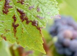 Incidence of grapevine red blotch virus has been growing around the world, including in Southwest Oregon, said Oregon State University viticulturist Alexander Levin. (Courtesy Carlee Wormington/Oregon State University)