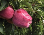 Red Delicious apples days before harvest in Selah, Washington on August 31, 2015. (TJ Mullinax/Good Fruit Grower)