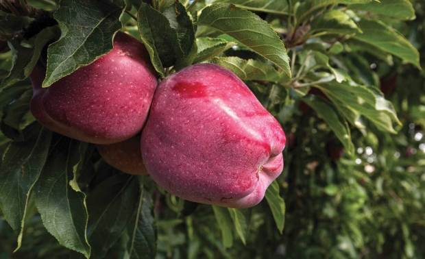 Red Delicious apples days before harvest in Selah, Washington on August 31, 2015. <b>(TJ Mullinax/Good Fruit Grower)</b>