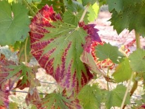 Mg deficiency (Photo courtesy of Hemantkumar Gohil)