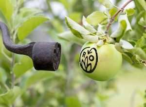 Two Washington apple companies became the first commercial-scale producers in the U.S. to certify with the Regenerative Organic Certified program