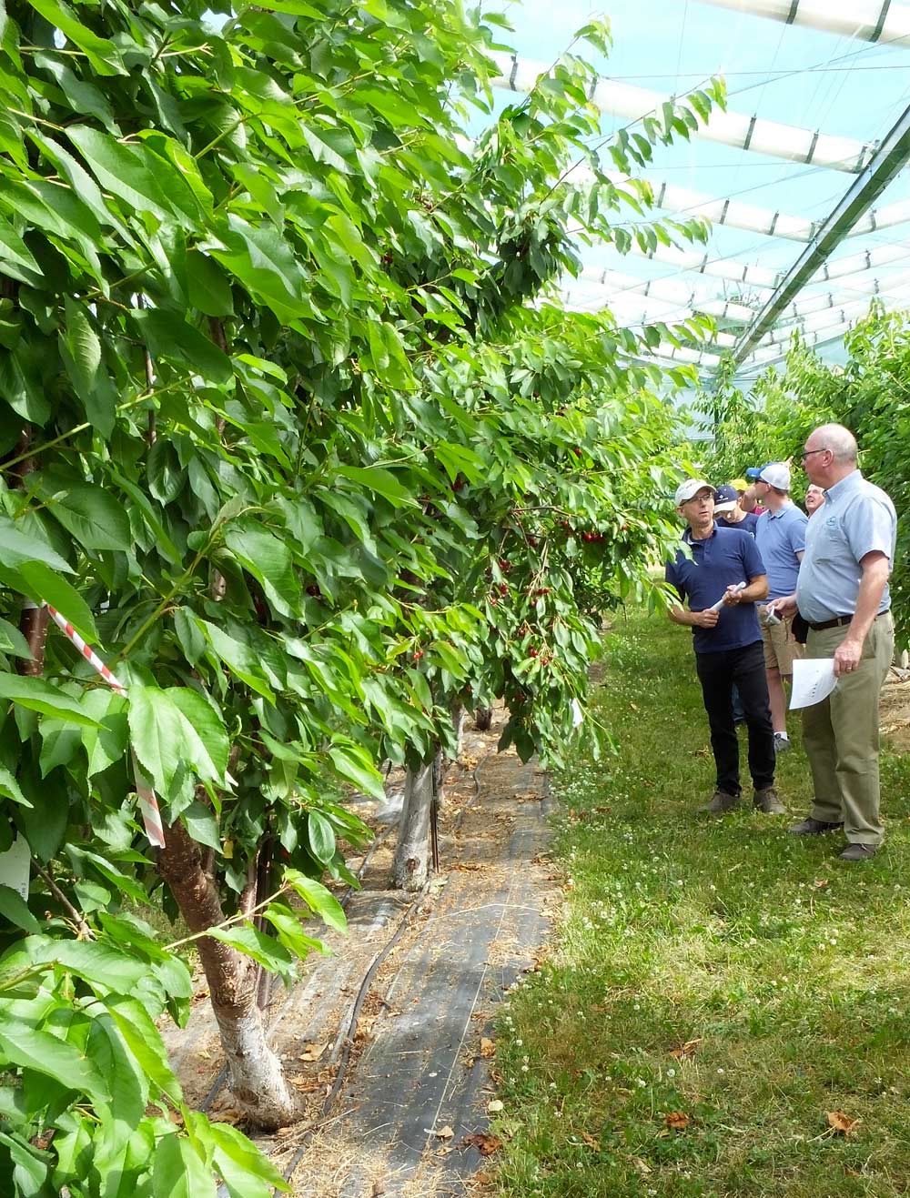 Growers take a look at the cherry trees growing under the retractable roof system, which was retracted at the time. <b>(By Leslie Mertz)</b>