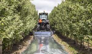 At Ridgeview Orchards in Conklin, Michigan, strips of reflective fabric in row middles or under trees help color hard-to-color apples, especially Honeycrisp.