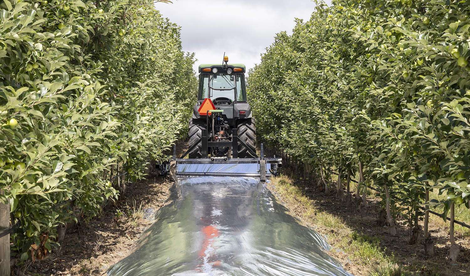 At Ridgeview Orchards in Conklin, Michigan, strips of reflective fabric in row middles or under trees help color hard-to-color apples, especially Honeycrisp.