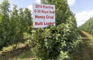 A pollinizer tree at the end of a row of Honeycrisp in a Kent City, Michigan, orchard.