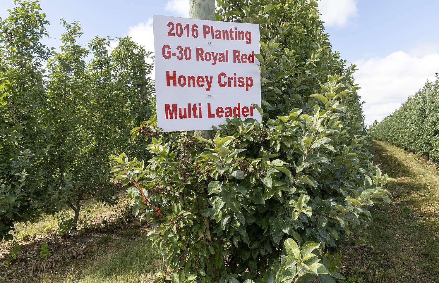 A pollinizer tree at the end of a row of Honeycrisp in a Kent City, Michigan, orchard.