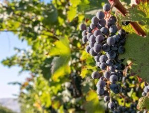 Ripe Cabernet Sauvignon grapes hang on the vine before harvest at Klipsun Vineyards near Benton City, Washington. Many winemakers believe hang time gives them the best fruit flavors, but new research shows it affects sugars more than flavors. The ensuing higher alcohol content then brings out the flavors. (TJ Mullinax/Good Fruit Grower file photo)