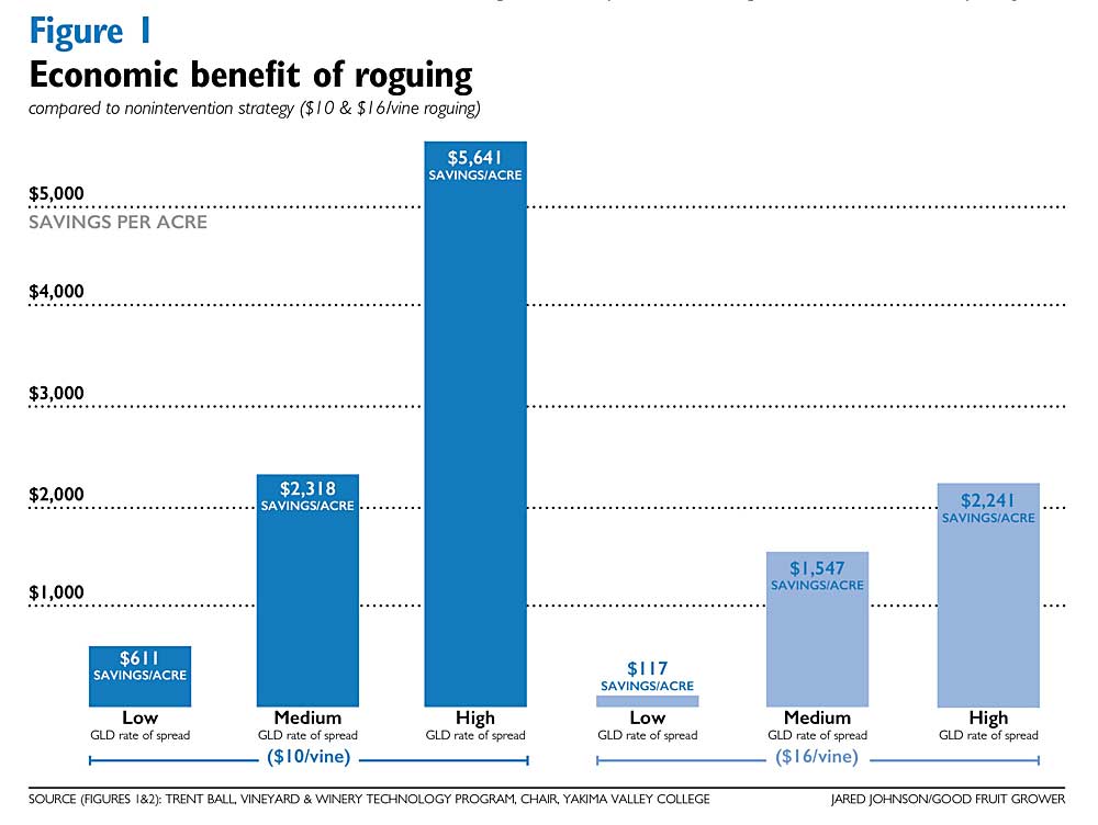 Figure 1: Economic benefit of roguing, compared to nonintervention strategy. (Source: Trent Ball/Yakima Valley College. Graphic: Jared Johnson/Good Fruit Grower)