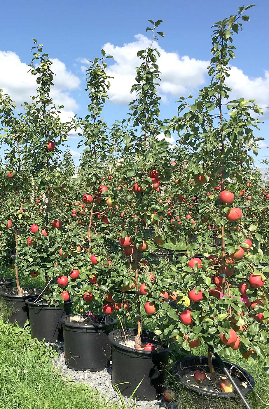 In 2018, the second-leaf Honeycrisp produced their first crop, which was analyzed for nutrient content to see which rootstocks can provide more nutrients to the fruit. (Courtesy Lailiang Cheng)