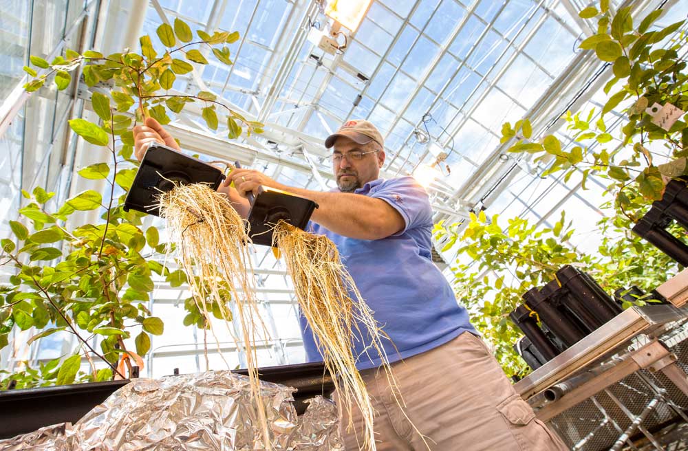 At right, Gennaro Fazio, a plant breeder and research geneticist with the U.S. Department of Agriculture’s Agricultural Research Service, shows the root growth on two Geneva 16 rootstocks at Cornell University’s Geneva, New York, greenhouses in July 2016. <b>(TJ Mullinax/Good Fruit Grower)</b>