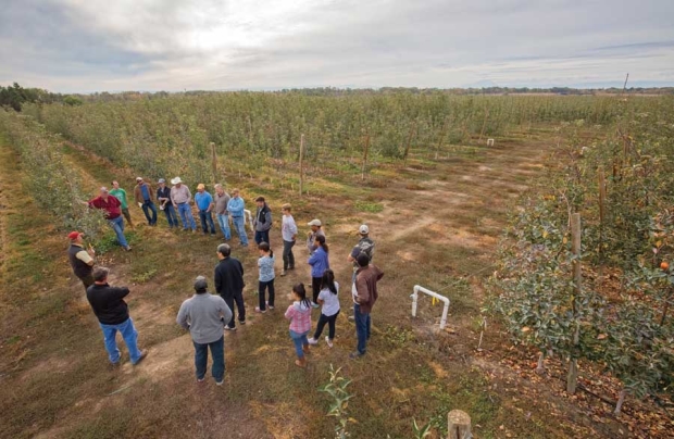 The Washington Tree Fruit Research Commission’s rootstock field day on October 21, 2015 in Wapato, Washington, covering fireblight resistance. <b>(TJ Mullinax/Good Fruit Grower)</b>