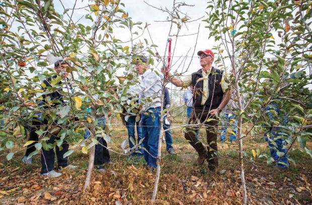 Tom Auvil, right, grasps at a tree with fire blight that is passing the disease to surrounding trees on October 21, 2015 in Wapato, Washington.<b> (TJ Mullinax/Good Fruit Grower)</b>
