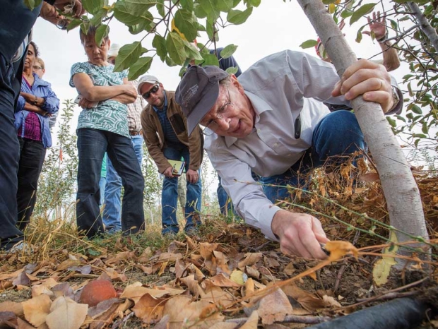 Tim Smith cuts into a young Gala tree looking for fireblight damage during the Washington Tree Fruit Research Commission’s rootstock field day on October 21, 2015 in Wapato, Washington. (TJ Mullinax/Good Fruit Grower)
