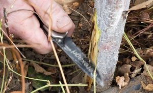 Tim Smith cuts into a young Gala tree exposing fire blight damage during the Washington Tree Fruit Research Commission’s rootstock field day on October 21, 2015 in Wapato, Washington. (TJ Mullinax/Good Fruit Grower)