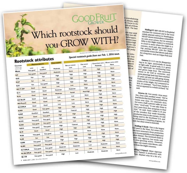 Which apple rootstock should you grow with? Good Fruit Grower