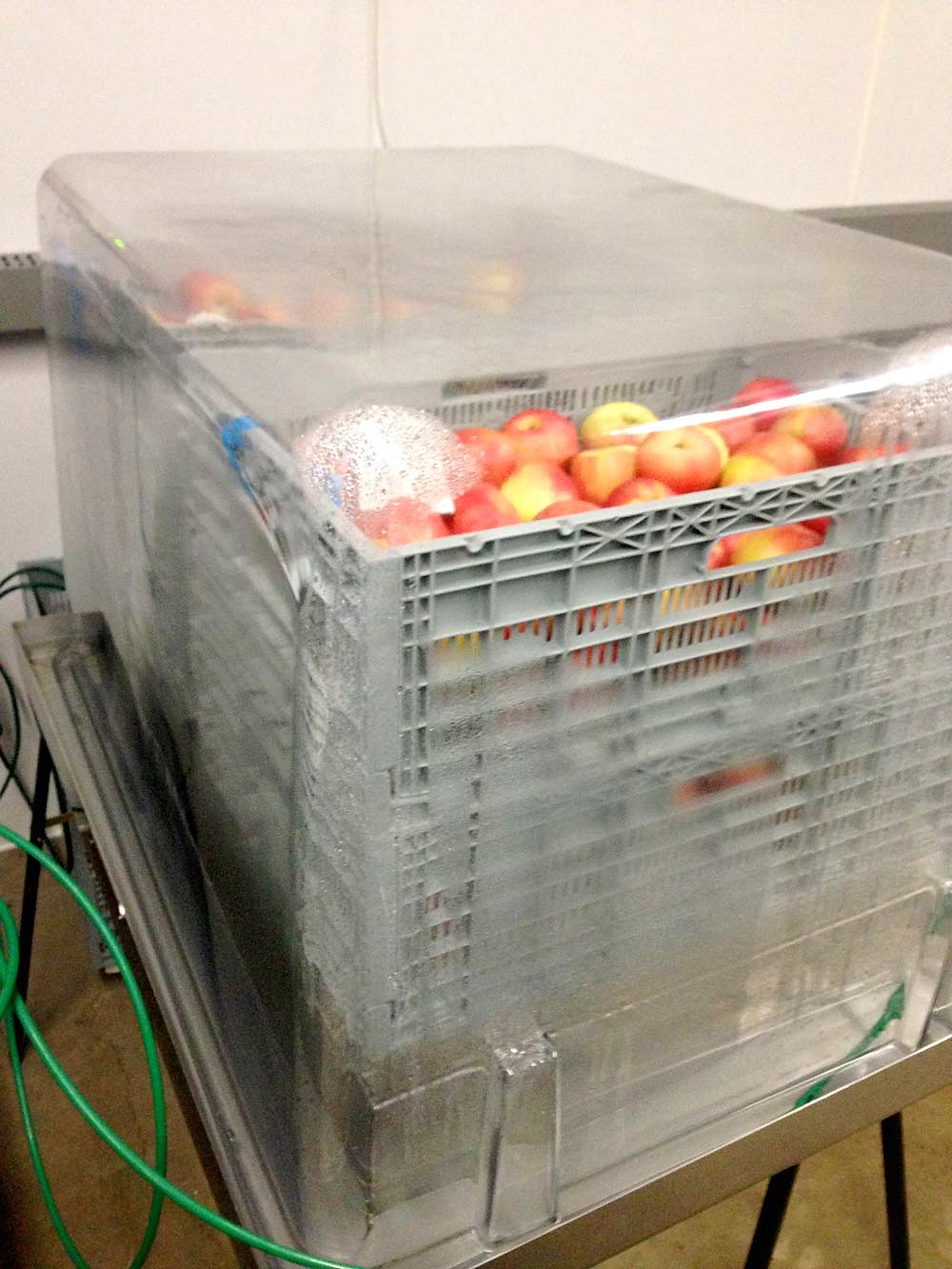 Honeycrisp apples are subjected to ultra-low oxygen storage in a SafePod as part of an experiment to determine their ideal storage environment at the Ontario Ministry of Agriculture, Food and Rural Affairs. <b>(Courtesy Jennifer DeEll)</b>
