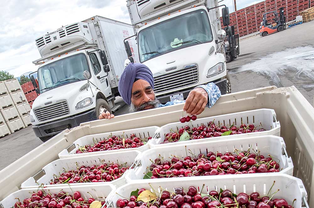 Bill Sandher quickly stops and checks the quality of the morning's cherry harvest at his family’s Kelowna, British Columbia, packing facility in July. Sandher and other Canadian growers with Punjabi heritage often are willing to take risks and thrive on small margins, he said, paving a path of growth for the British Columbia tree fruit industry. (TJ Mullinax/Good Fruit Grower)