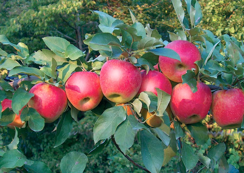Stark Scarlet Crush is Honeycrisp x Pink Lady cross that adds a bit of citrus to its sweet flavor and is said to grow as far south as Zone 7. <b>(Courtesy Stark Bro’s.)</b>