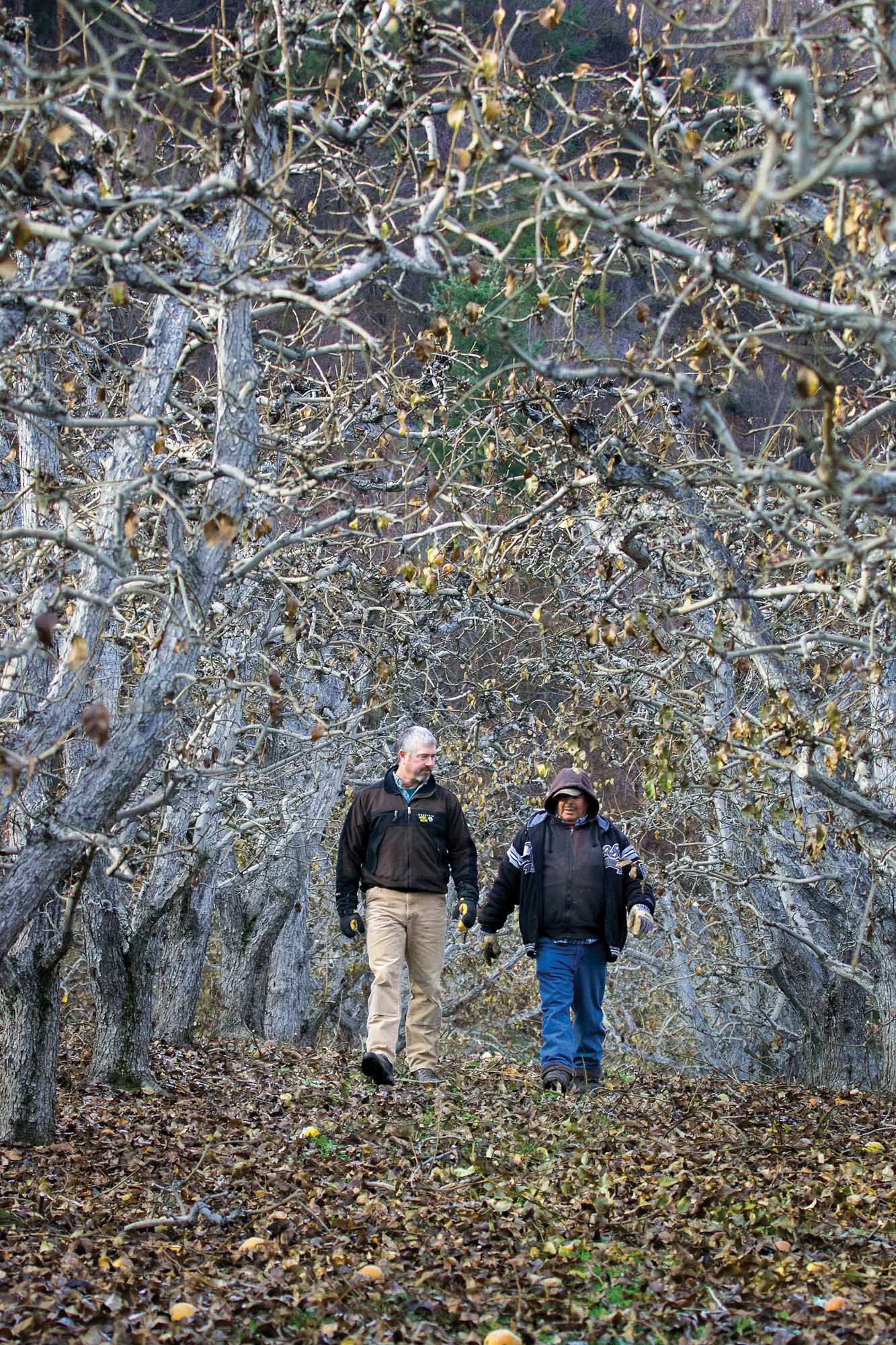 Ray Schmitten (left) and his long-time employee Antonio Maldonado prepare for the pruning season. Schmitten says traditional orchards of d’Anjou and Bartletts can still be profitable. (TJ Mullinax/Good Fruit Grower) 