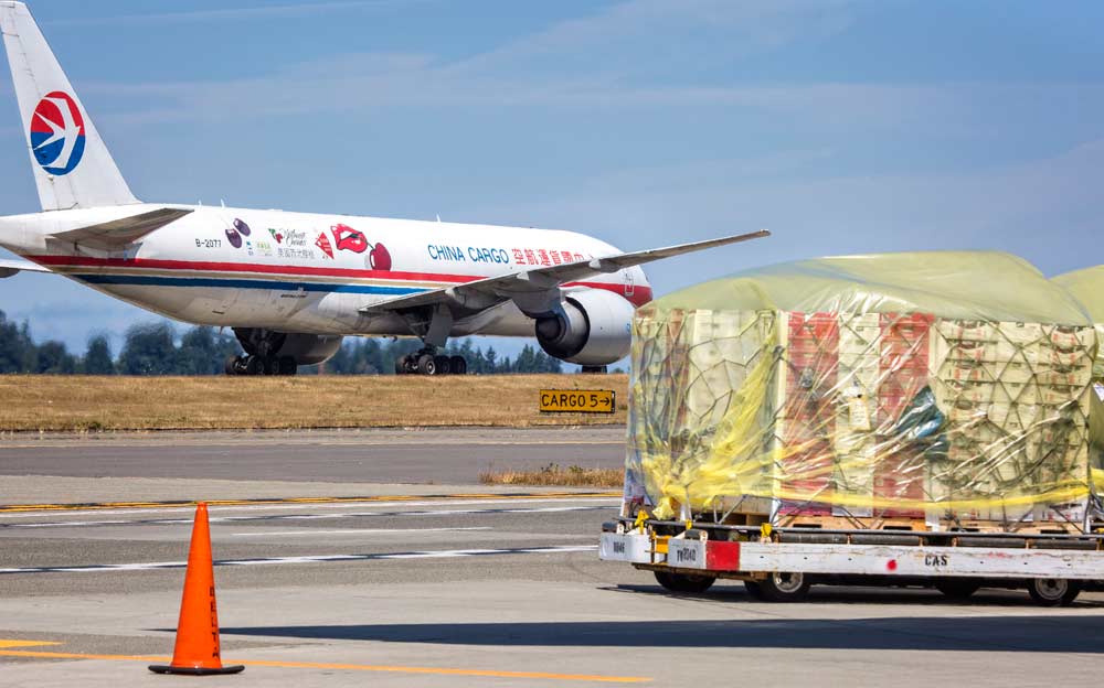 The Cherry Express plane arrives at the cargo departures area of SeaTac airport in Seattle, Washington, on July 12, 2017, to take fresh cherries to the Chinese market, while other Northwest cherries bound for Korea, right, are staged for loading. Eight international cargo flights were packaged and loaded from the neutral apron loading areas at SeaTac scheduled for markets across Asia. (TJ Mullinax/Good Fruit Grower)
