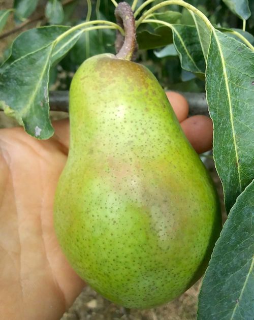 Pear potential in Pennsylvania – Good Fruit Grower