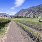 Similkameen Nurseries in British Columbia