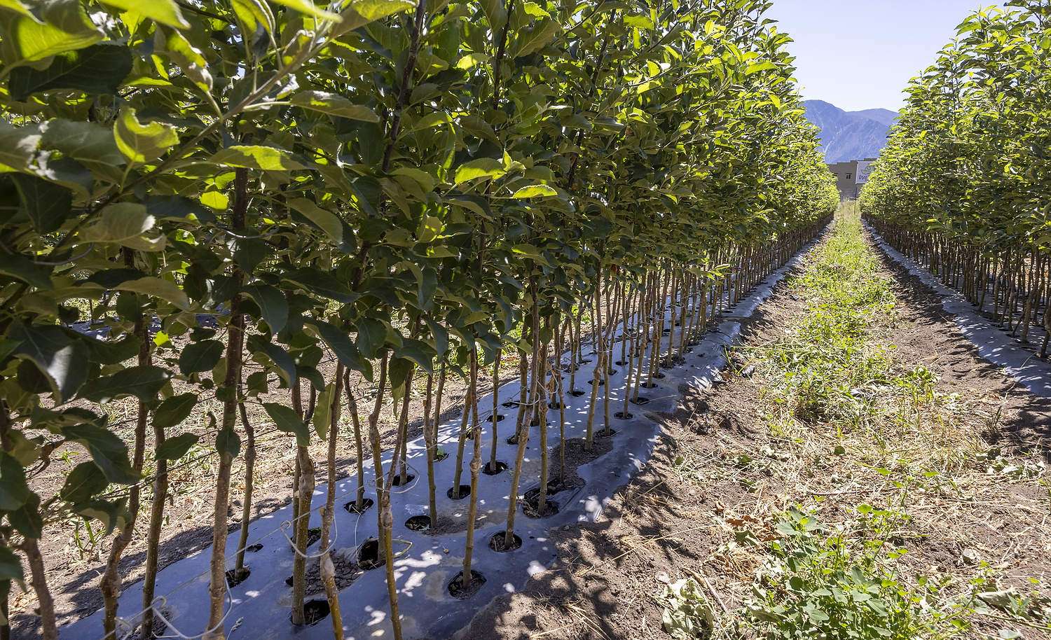 A three-tier, wire-looped trellis system to keep young trees straight