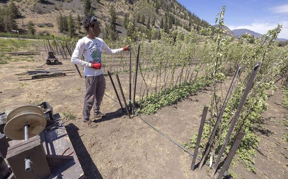 Teddy Williams installs trellis wire for young apples trees.