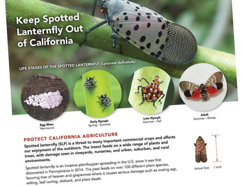 Sounding the alert for spotted lanternfly