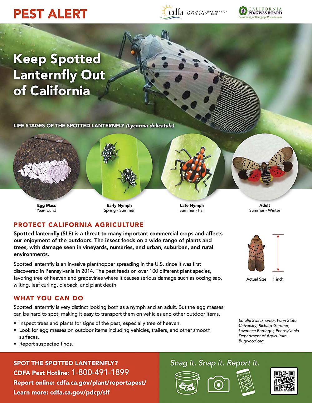 Public information campaigns, such as this one from the California Department of Food and Agriculture, are seeking to slow the spread of the invasive spotted lanternfly as long as possible. (Courtesy California Department of Food and Agriculture)