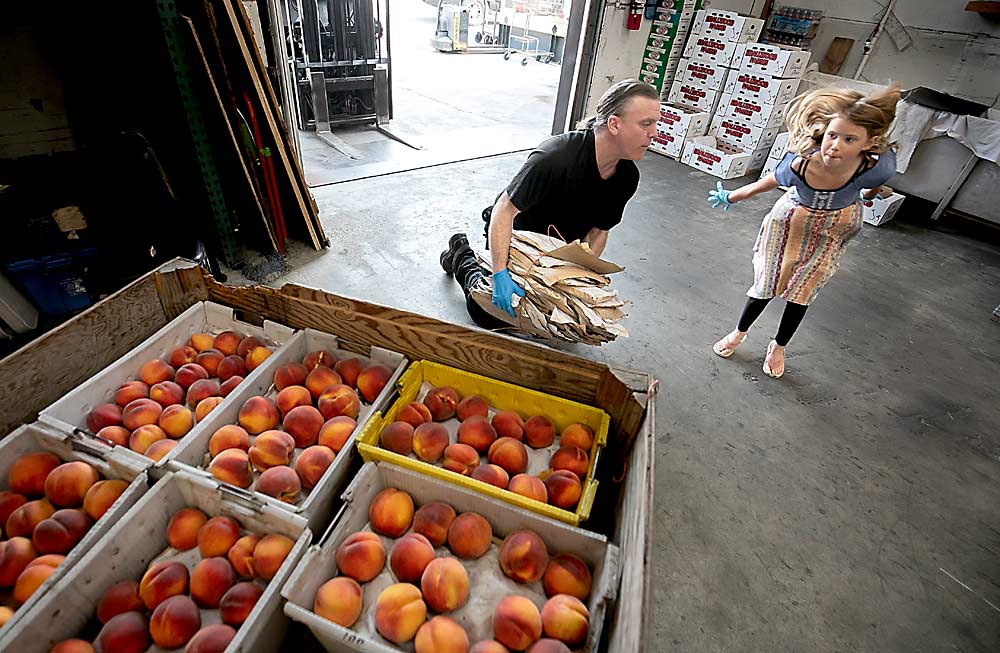 Carlton’s daughter, Mia, helps give Good Fruit Grower a packing shed tour as Smallwood employee Miles Albertson works to bind lug pads for reuse. Workers don’t field pack stone fruit, but they line each layer in their lugs with the pads they carry in their pockets. (TJ Mullinax/Good Fruit Grower)