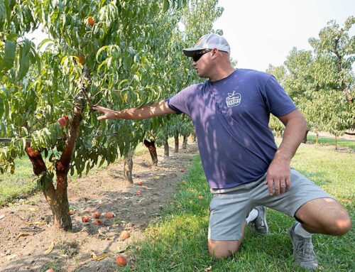 Low labor supply keeps Smallwood stone fruit crop small