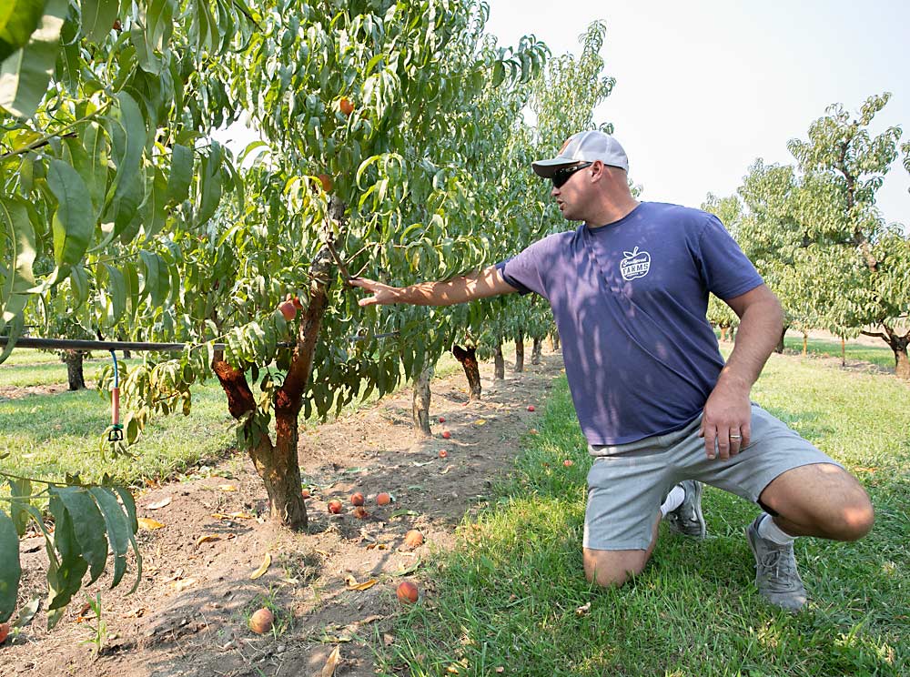 Dennis Carlton of Smallwood Farms in Okanogan County, Washington, has borrowed ideas for farming high-density, V-shaped apple trees and adapted them to his stone fruit trees, such as these Angelus peaches. The inverted microsprinkler at left hangs from elevated irrigation tubing that accommodates mechanical weeding. (TJ Mullinax/Good Fruit Grower)