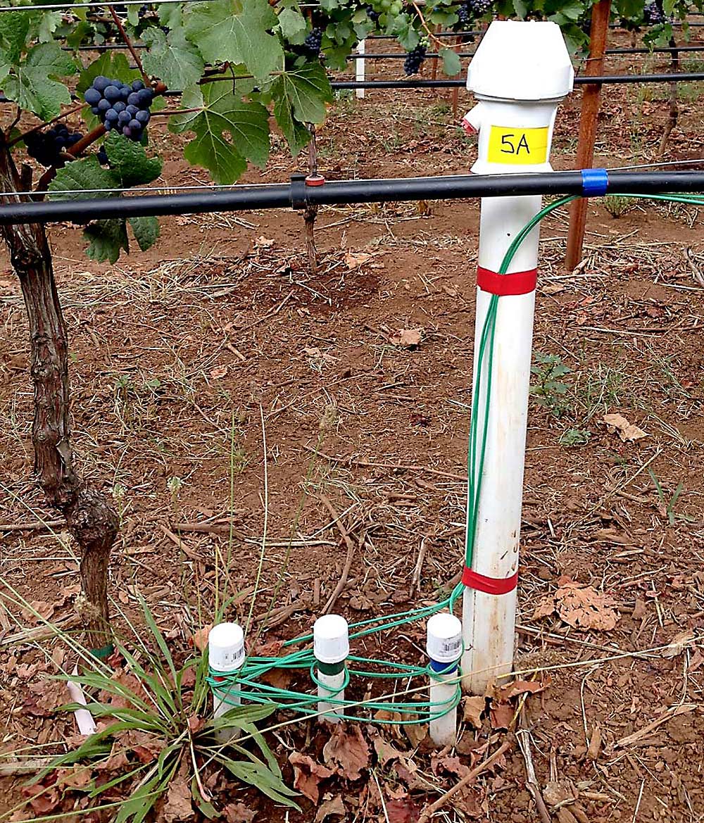 Using inexpensive soil tension sensors at 1-, 2- and 3-foot depths can give growers insight into how hard grapevines are working to pull water from the soil, providing a more efficient method for estimating the plants’ water stress to guide deficit irrigation practices, compared to using a pressure bomb to measure stem water potential, according to vineyard consultant Alan Campbell. His company, SmartVineyards, aims to help growers incorporate detailed soil moisture data into their management. (Courtesy Alan Campbell)