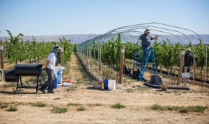 In his research project, Collins is using a customized smoker and exhaust hoses with attached fans to evenly distribute smoke and a one-of-a-kind vine enclosure to help mimic smoke levels common in wildfires. (TJ Mullinax/Good Fruit Grower)