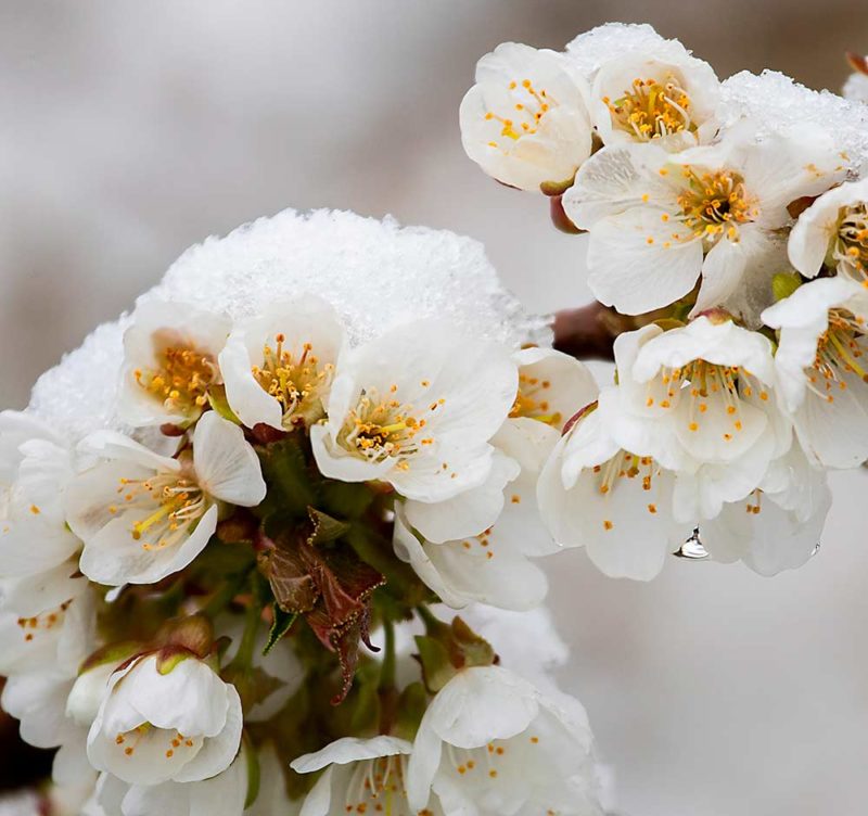 Northwest Cherry Growers Releases First Crop Estimate Good Fruit Grower