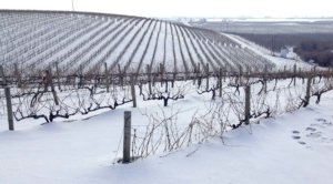 Some of Côte Bonneville's vines in their Yakima valley vineyard is covered by recent snow on January 21, 2017. (Courtesy Kerry Shiels/Côte Bonneville)