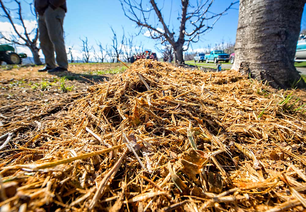 Researchers are studying how mulch affects yield and fruit quality in a mature sweet cherry orchard, including packout, cherry size and flesh firmness. The study also is examining how mulch affects soil quality — physical, chemical and biological factors. They shared their plans for the research during a field day in The Dalles, Oregon, in March 2017. (TJ Mullinax/Good Fruit Grower)