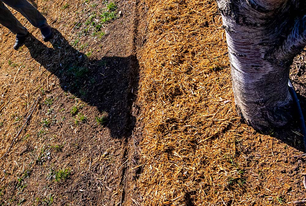 Researchers studying how mulch affects yield and fruit quality in a mature sweet cherry orchard applied bark mulch once at a 4- to 5-inch application. (TJ Mullinax/Good Fruit Grower)