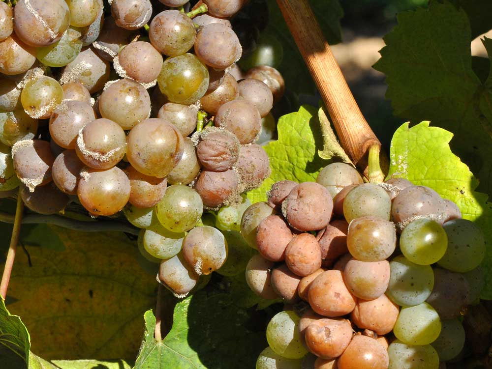 Botrytis bunch rot and sour rot are not the same, and these clusters of white grapes demonstrate the difference between the two. The cluster at left is infected with bunch rot, and shows the telltale growth of Botrytis fungal spores (the gray, velvety fuzz). The cluster at right, on the other hand, shows the pinkish hue characteristic of white grapes infected with sour rot. (Courtesy Wendy McFadden-Smith/ OMAFRA)