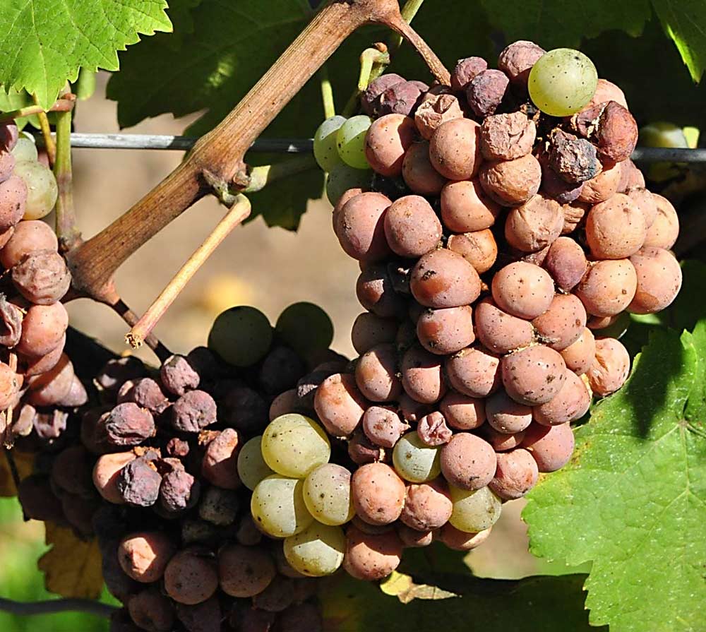 Sour rot in Riesling causes not only “a vinegar and nail-polish smell,” but also increased volatile acidity (VA). High VA, in turn, can cause growers to lose entire crops. (Courtesy Wendy McFadden-Smith, OMAFRA)