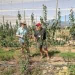 South African growers forging their own trials 2024 International Fruit Tree Association (IFTA) South Africa study tour