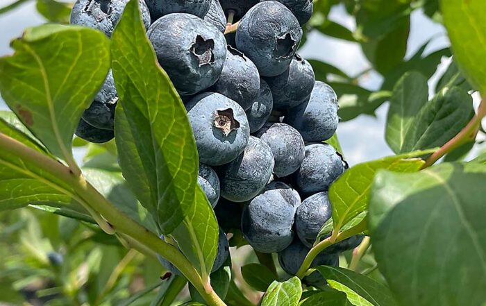 Morning Kiss Organic Welcomes Imported Pear Season - Perishable News