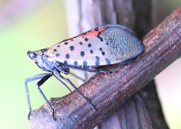 Spotted lanternfly a new grape threat - Good Fruit Grower