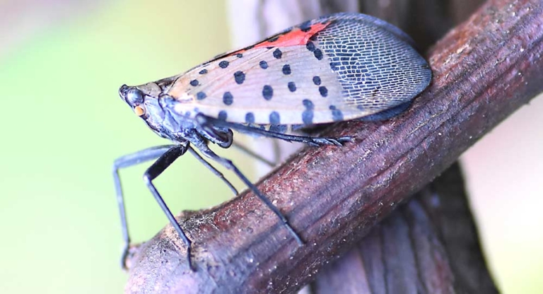 Dead spotted lanternfly found in Oregon nursery – Good Fruit Grower