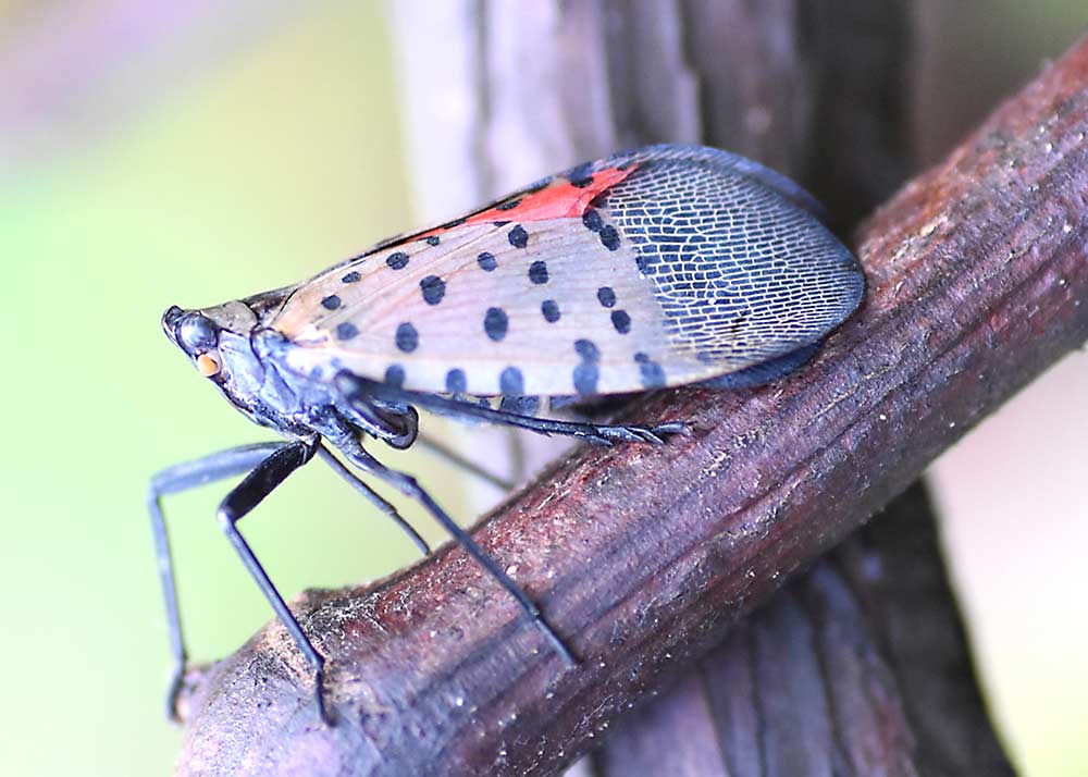The sap-sucking spotted lanternfly poses a serious threat to vineyards in Eastern Pennsylvania, where a quarantine is in place to prevent the invasive species from hitchhiking to other regions. (Courtesy Erica Smyers/Penn State University)
